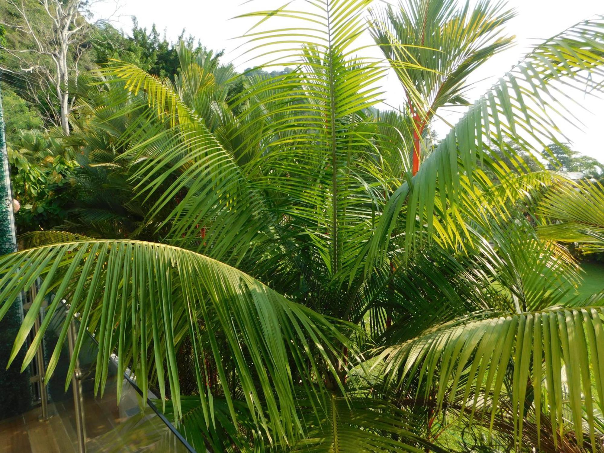Sunset 205, Sleeps Six, Next Door To The Pool, 100M To The Beach! Jacó Exteriör bild